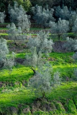 Thumbnail Expérience de l'huile d'olive et du vin entre le moulin Conio 18 et la cave Fattoria Dianella 1 à Vinci