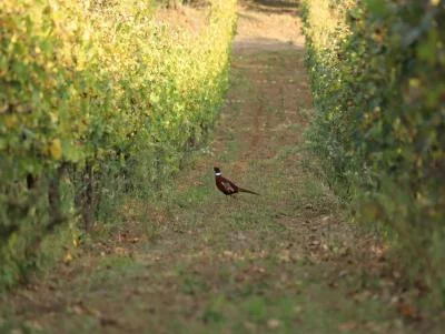 Thumbnail Wine experience Regina Viarum nella campagna di Roma