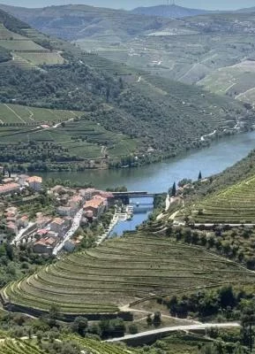 Thumbnail Douro Wine Tour, River Cruise, Oil Tasting & Lunch from Peso da Régua or Pinhão