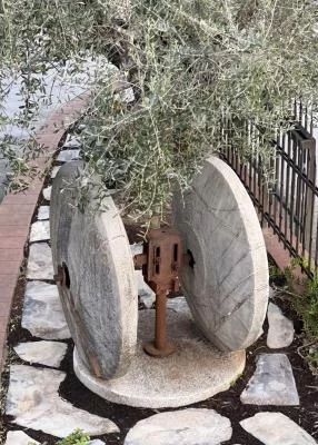 Thumbnail Degustazione di vino Vermentino e Olio Evo con le delizie del giardino della Val Prino presso l'Azienda Agricola Benza