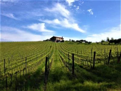 Thumbnail Rimini : Dégustation du San Valentino - 5 vins DOC Signature avec des délices locaux