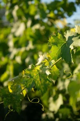 Thumbnail San Gimignano: Cheese & Wine Pairing Experience at Poggio ai Laghi
