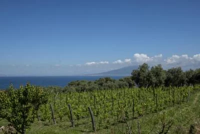 Thumbnail Tour e degustazione con pranzo o cena leggera nel vigneto Syrens presso le Cantine De Angelis a Sorrento