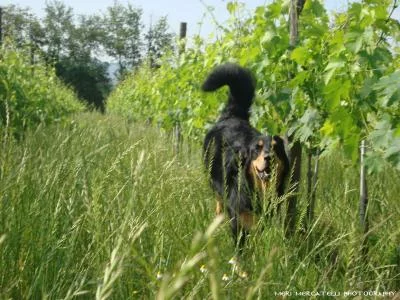 Thumbnail Identity Wine Experience at Pian del Pino in Valdarno