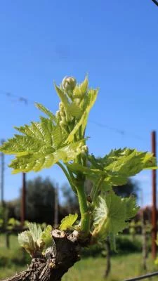 Thumbnail Identity Wine Experience at Pian del Pino in Valdarno