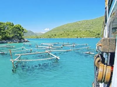 Thumbnail Vom Meer auf den Teller: Private Pelješac Weinprobe &amp; Austernfarm-Erlebnis ab Dubrovnik