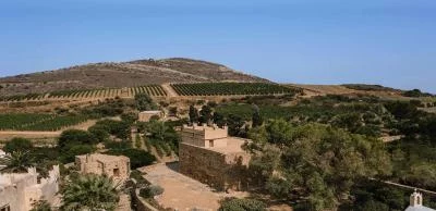 Thumbnail Biodynamic Vineyard Tour and Wine Tasting at Terra Grazia in Naxos