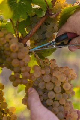 Thumbnail Experiencia de cata de vinos a ciegas en el Domaine Haut Montlong