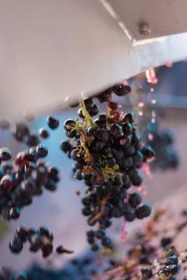 Thumbnail Experiencia de cata de vinos a ciegas en el Domaine Haut Montlong