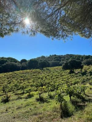 Thumbnail Bodegas Telperion: Artisan Winery Tour & Natural Wine Tasting in Castilian Highlands