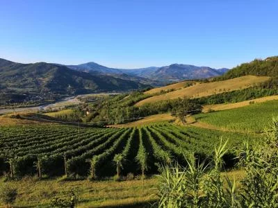 Thumbnail Degustazione di vini e wine tour presso Podere Paganini in Val Trebbia