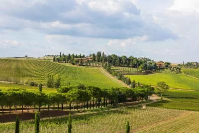Thumbnail Montepulciano - Experiencia de picnic en un viñedo toscano con vino Carpineto y delicias locales