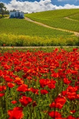 Thumbnail Paquete El Bierzo - Cata de 3 vinos en una bodega familiar, Heredad Morán &amp; López