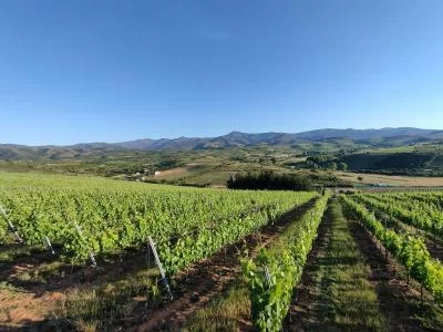 Thumbnail El Bierzo Tasting at a Family Winery – Heredad Morán & López