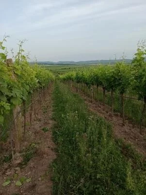 Thumbnail Weingut Feldtheorie: Organic Vineyard Tour & Wine Tasting with a Kamptal Winemaker