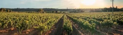 Thumbnail cata de 6 Vinos y 6 Cavas en Vives Ambròs | Enoturismo en Tarragona