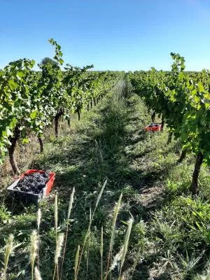 Thumbnail Visita y cata de vinos en el Domaine Clau du Sol, en las estribaciones de las Cevenas
