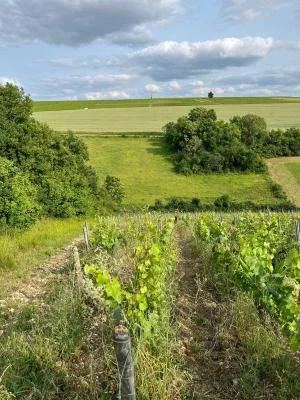 Thumbnail Vineyard Tour & Wine Tasting at Domaine du Château de Viviers in Chablis