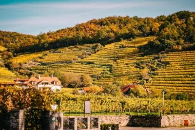 Thumbnail Wine tour privato del Burgenland da Vienna: Pranzo e attraversamento del lago