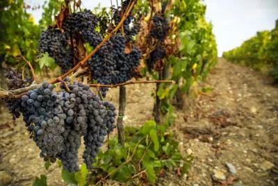 Thumbnail Dégustation de vin classique à la Fattoria di Magliano en Maremme