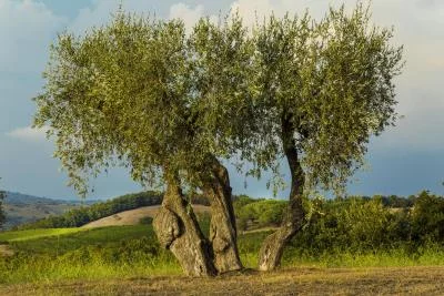 Thumbnail Cata de vinos de la granja Fattoria di Magliano en Maremma