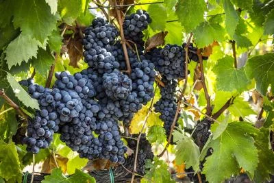 Thumbnail Degustazione di vini in fattoria presso Magliano in Maremma