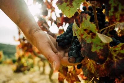 Thumbnail Cata de vinos y visita a los viñedos de Haja Cortezia Wines: tradición y alma junto al mar