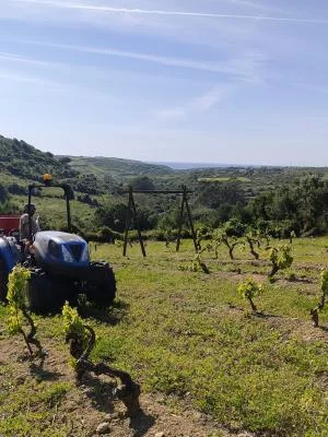 Thumbnail Wine tasting and vineyard tour of Haja Cortezia Wines: tradition and soul by the sea