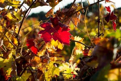 Thumbnail Vineyard Experience - Cata de vinos y visita a la Bodega Tierra Aranda