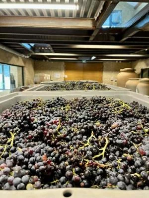 Thumbnail Châteauneuf-du-Pape Wein-Tour: Grand Crus, provenzalisches Dorf, Wein & Schokolade, Mittagessen in den Weinbergen