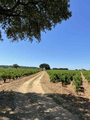 Thumbnail Châteauneuf-du-Pape Wine Tour: Grand Crus, Provençal Village, Wine & Chocolate, Lunch in the Vineyards