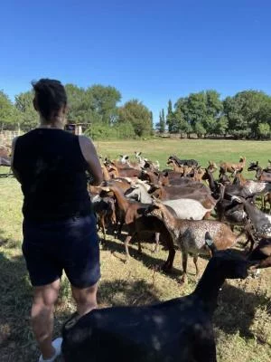 Thumbnail Balade gourmande à vélo électrique autour de Saint-Rémy-de-Provence : Vins, fermes et saveurs locales