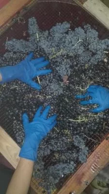 Thumbnail Materia Wine Experience at Pian del Pino in Valdarno