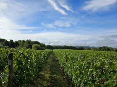 Thumbnail Materia Wine Experience at Pian del Pino in Valdarno