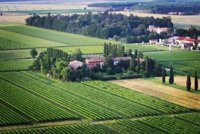 Thumbnail Promenade dans les vignes et dégustation de vin à la cave Paradiis dans le Frioul