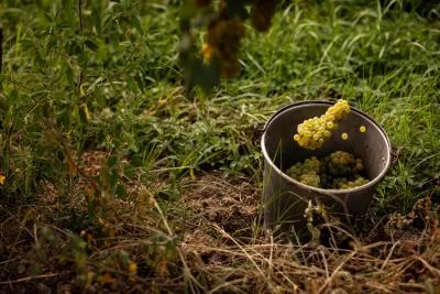 Thumbnail Passeggiata nei vigneti e degustazione di vini presso la cantina Paradiis in Friuli