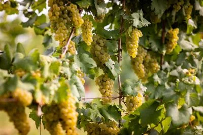 Thumbnail Weinbergspaziergang & Weinprobe im Weingut Paradiis in Friaul