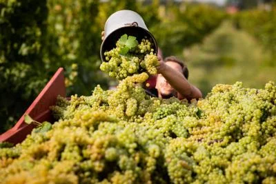 Thumbnail Weinbergspaziergang &amp; Weinprobe im Weingut Paradiis in Friaul