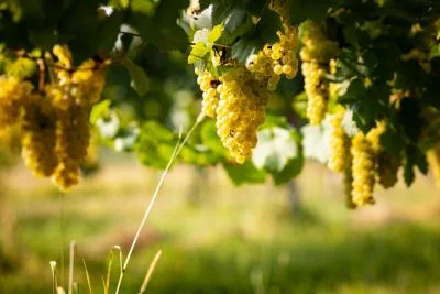 Thumbnail Vineyard Walk & Wine Tasting at Paradiis Winery in Friuli