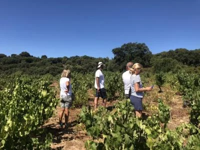 Thumbnail A la sombra de Linas - Experiencia de cata de vinos en la Cantina Gibadda