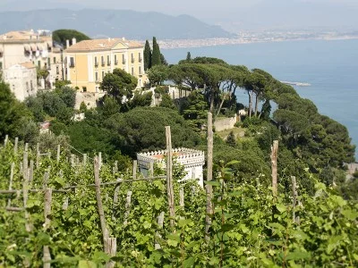 Thumbnail Dégustation de vin dans un vignoble biologique de la côte amalfitaine