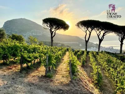 Thumbnail Wine tasting in a boutique organic vineyard on the Amalfi Coast