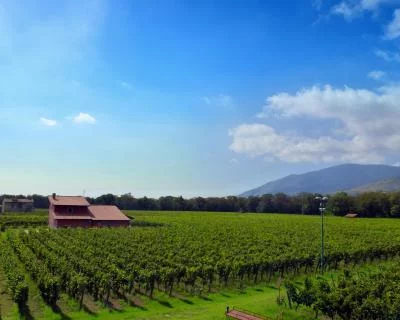 Thumbnail Wine Tour Falernum, the wine of the emperor —  Full Experience with lunch at Nugnes