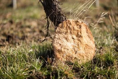 Thumbnail Cata de vinos de Alsacia en el Domaine Étienne Simonis, Ammerschwihr