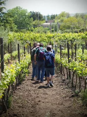 Thumbnail Tour e degustazione premium presso Tenuta San Giaime
