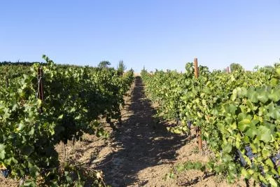 Thumbnail Tour e degustazione premium presso Tenuta San Giaime