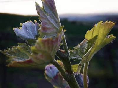 Thumbnail Etna Focus Experience at Vivera Winery in Etna