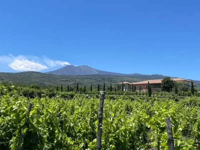 Thumbnail Esperienza Etna Focus presso la cantina Vivera sull'Etna