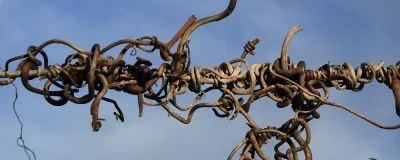 Immagine principale di Azienda Agricola Montelio Di C. & G. Brazzola