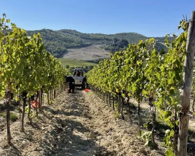 Imagen principal de Castello Vicchiomaggio (Chianti, Chianti Classico, Colinas de Florencia, Val d'Elsa)